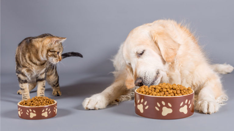 nutrição e alimentação animal