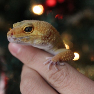 Lagarto