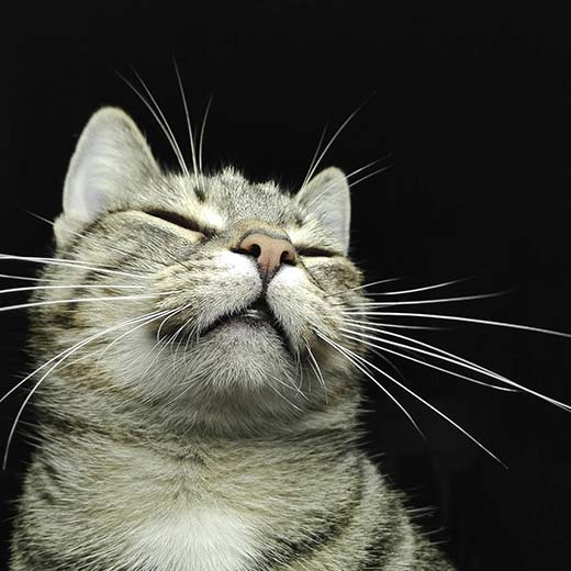 Gata da formadora Jan Pardal